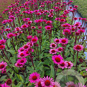 Echinacea p. 'Fatal Attraction' GM 2,0L