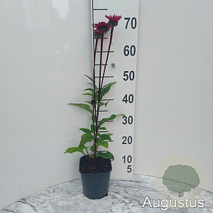 Echinacea p. 'Fatal Attraction' GM 2,0L