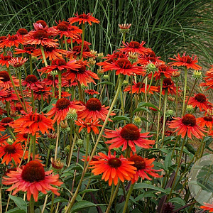Echinacea p. 'Hot Lava' GM P9