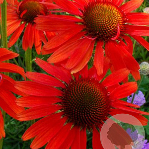 Echinacea p. 'Hot Lava' GM P9