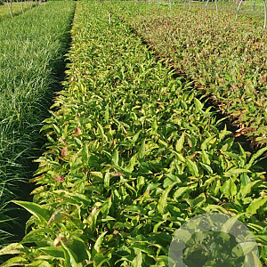 Echinacea p. 'Magnus' GM P9