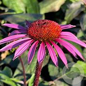 Echinacea p. 'Merlot' GM P9