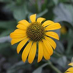 Echinacea p. 'Now Cheesier' GM P9