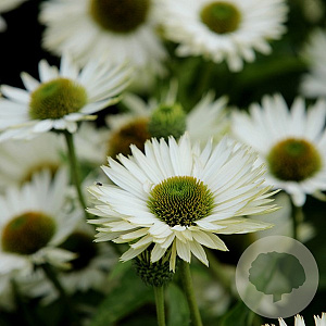 Echinacea p. 'Virgin' GM P9