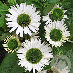 Echinacea p. 'Virgin' GM P9