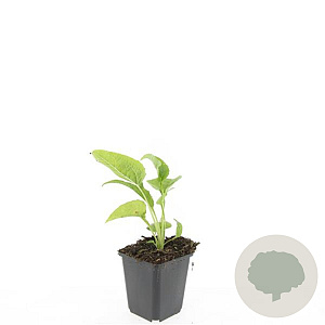 Echinacea p. 'White Swan' GM P9