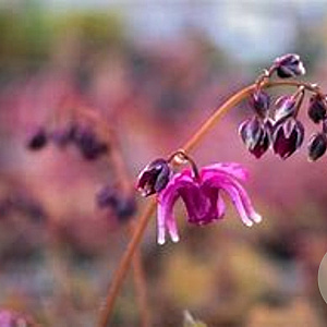 Epimedium gr. 'Red Beauty' GM P9