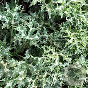 Eryngium 'Lapis Blue' GM P9