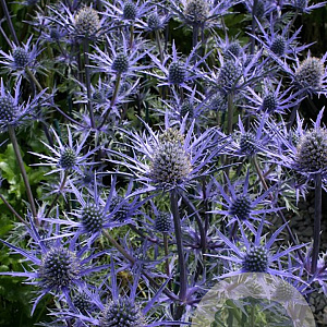 Eryngium 'Lapis Blue' GM P9