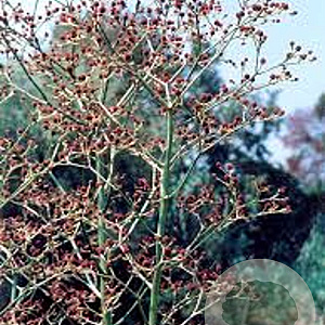 Eryngium pandanif. 'Physic Purple' GM P9