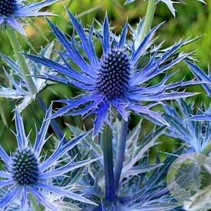 Eryngium zabelii 'Big Blue' GM P9