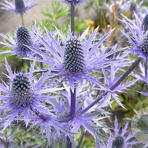 Eryngium zabelii 'Big Blue' GM P9