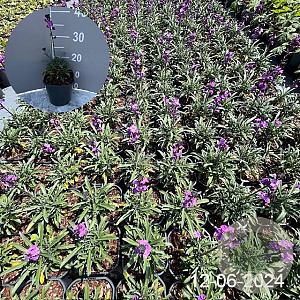 Erysimum 'Bowles' Mauve' GM 2,0L