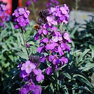 Erysimum l. Super Bowl Mauve GM P9