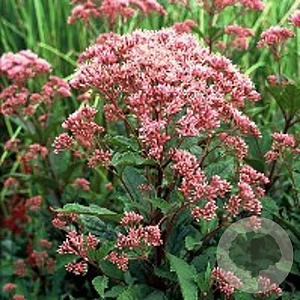 Eupatorium mac. 'Atropurpureum' GM P9