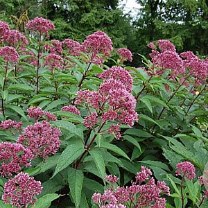 Eupatorium mac. 'Augustrubin' GM P9