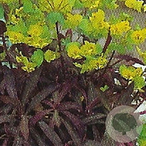 Euphorbia amygdal. 'Purpurea' GM P9