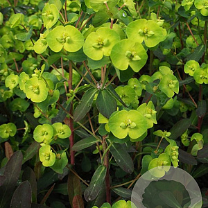 Euphorbia amygdal. 'Purpurea' GM P9