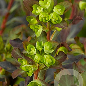 Euphorbia amygdal. 'Purpurea' GM P9