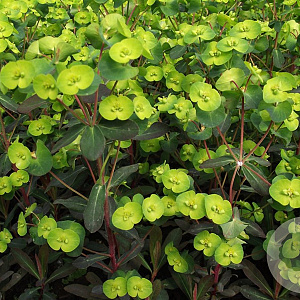 Euphorbia amygdal. 'Purpurea' GM P9