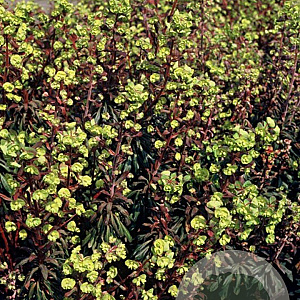 Euphorbia amygdal. 'Purpurea' GM P9