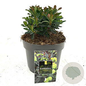 Euphorbia amygdal. 'Purpurea' GM 2,0L