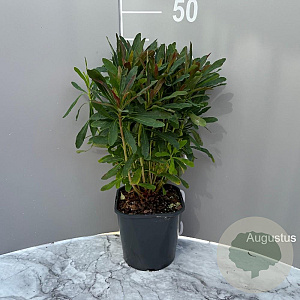 Euphorbia amygdal. 'Purpurea' GM 2,0L