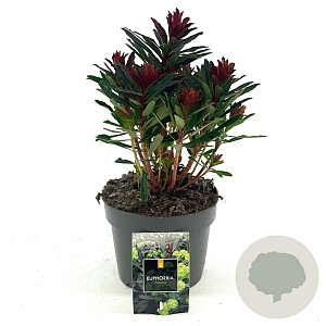 Euphorbia amygdal. 'Purpurea' GM 2,0L