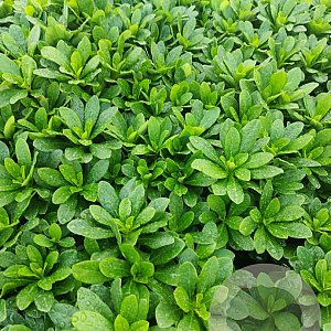 Euphorbia amygdal. robbiae GM 2,0L