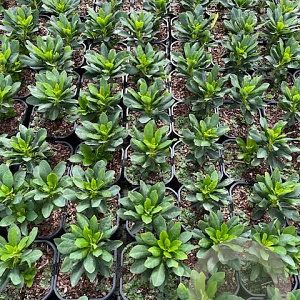 Euphorbia amygdal. robbiae GM 2,0L