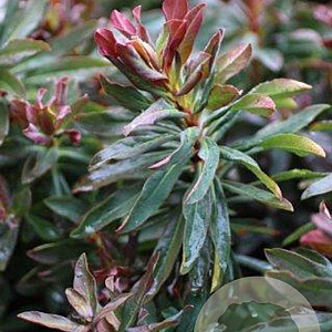 Euphorbia amygdal. Ruby Glow GM P9