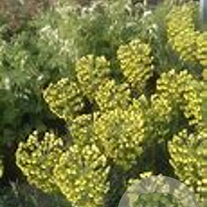 Euphorbia char. 'Purple and Gold' GM P9