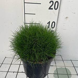 Festuca gautieri 'Pic Carlit' GM 2,0L