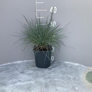 Festuca glauca 'Elijah Blue' GM 2,0L