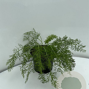 Foeniculum vulgare GM 2,0L