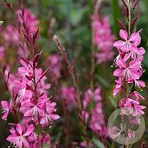 Gaura l. Geyser Pink GM P9