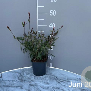 Gaura l. 'Siskiyou Pink' GM 2,0L