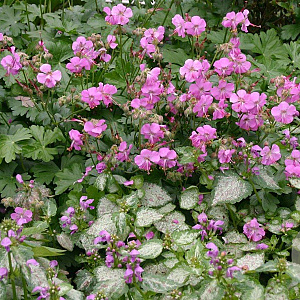 Geranium cant. 'Berggarten' GM P9
