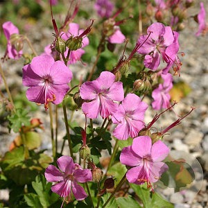 Geranium cant. 'Berggarten' GM P9