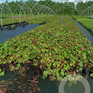 Geranium cant. 'Biokovo' GM P9