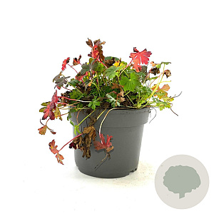 Geranium cant. 'Cambridge' GM 2,0L