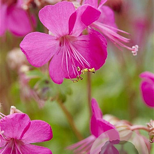Geranium cant. 'Intense' GM P9