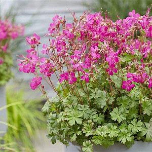 Geranium cant. 'Intense' GM P9