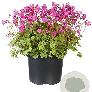 Geranium cant. 'Intense' GM P9