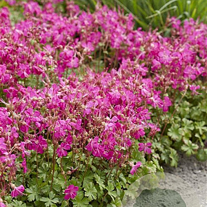 Geranium cant. 'Intense' GM P9