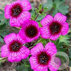 Geranium cin. Jolly Jewel Night GM P9