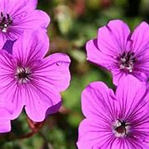 Geranium JS Hola Guapa GM P9