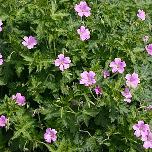 Geranium ox. 'Claridge Druce' GM P9