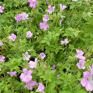 Geranium ox. 'Lady Moore' GM P9