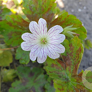 Geranium ox. 'Tess' GM P9